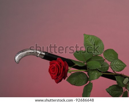 Stunning silk rose and elegance walking stick on red background
