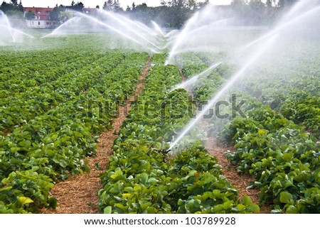 Water spray on an agricultural strawberry field