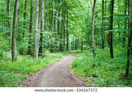 Hiking trail leading through a beech forest in spring