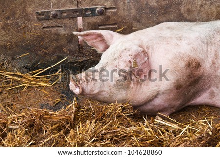 Pig Sleeping