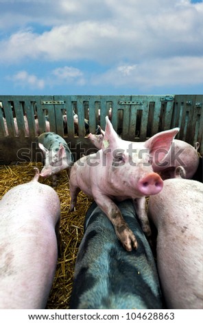 Young pig in stable on top of other pigs