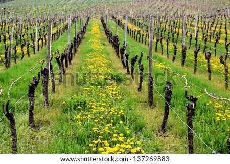 Rows of dandelions and wine in a vineyard in spring