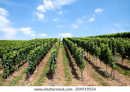 Green lines of wine in a vineyard in Germany