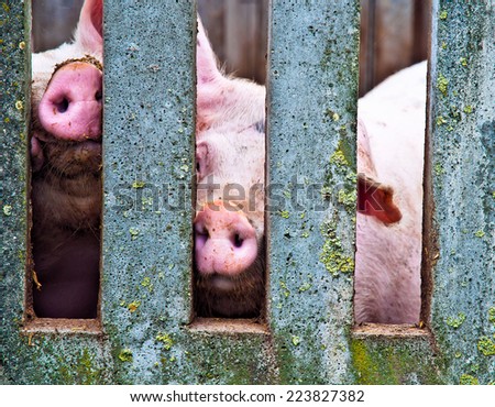 Pigs noses in a concrete fence on a farm