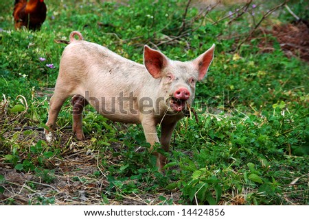 Cute young pig on a rural farm