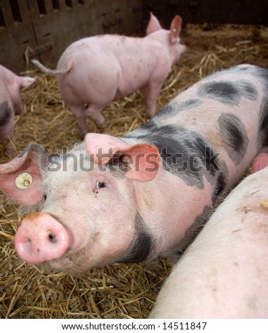 Pink pig with black dots smiling into the camera
