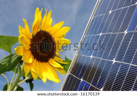 Sunflower and a solar energy panel
