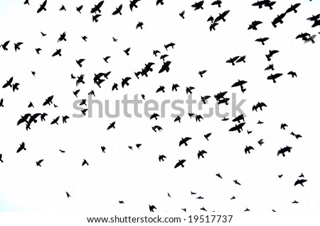 flocks of birds flocks of birds