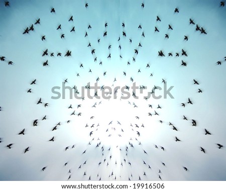 Silhouettes of flying birds