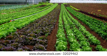 Rows of salad and a green house