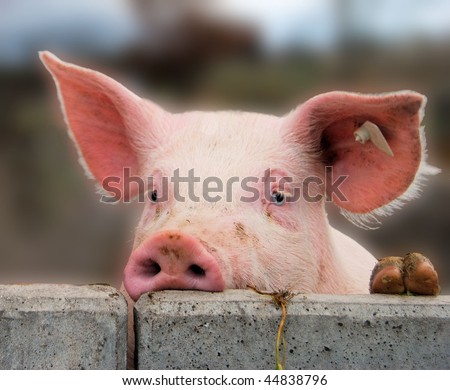 Young cute pig overlooking a concrete wall