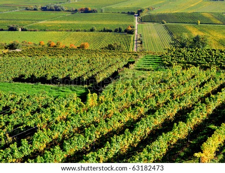 Aerial view of a vineyard in Germany
