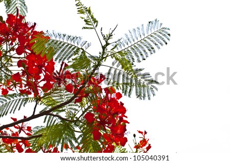 Peacock flowers on poinciana tree. Isolated on white