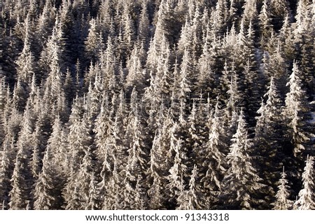 frozen forest texture