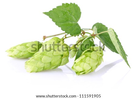 twig aromatic hop with green leaf isolated on white background