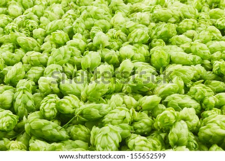 Hop cones and leaves as a green background