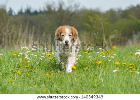 Dog walks in the field