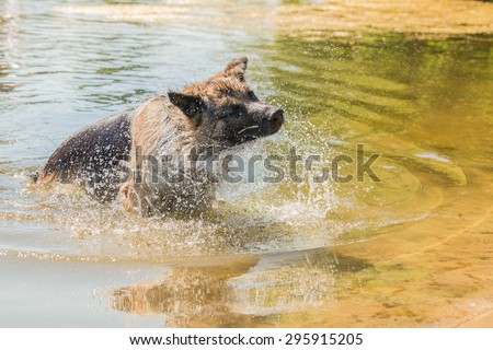 Dog shakes the water
