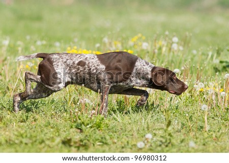 Pointer is hunting