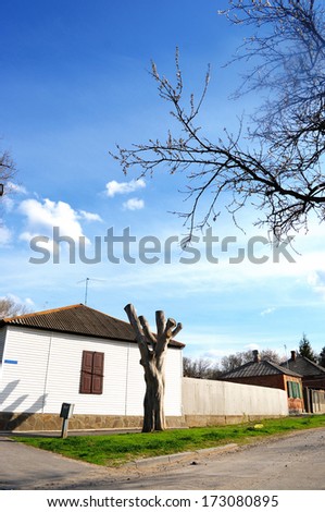 Old dry tree with smooth bark in white apartment building in the private sector. Sunny day, blue sky with white clouds. Spring, summer. Green grass and footpath near the asphalt road