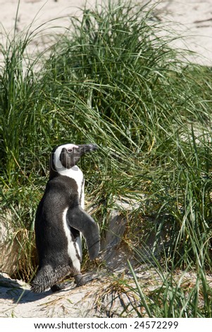 An African Penguin (Spheniscus Demersus) stands in the grass at Simon\'s Town, South Africa