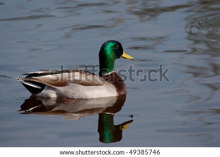 A Mallard Duck serenely swims across the calm water.