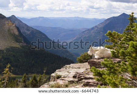 A mountain goat placidly sits on his rocky perch overlooking Hidden Lake in Glacier National Park.