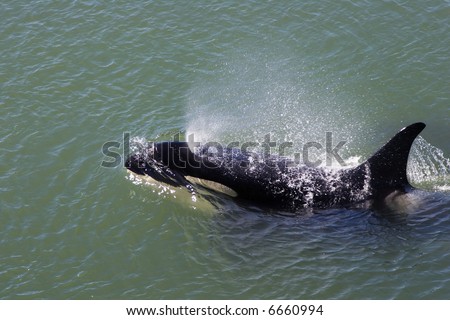 A wild orca (killer whale) breathes and sends up a sparkly spray as it breaks the surface of the waters in Active Pass, British Columbia, Canada.