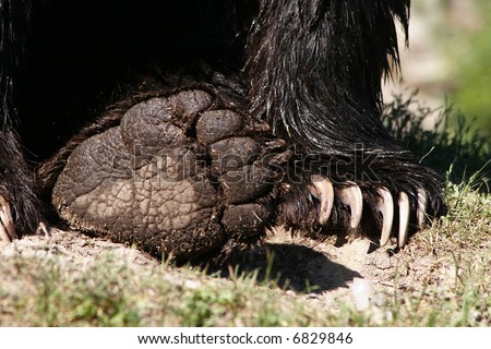 Close up of a grizzly bear\'s paws, clearly showing its sharp claws and the bottom of one foot; taken in British Columbia, Canada.