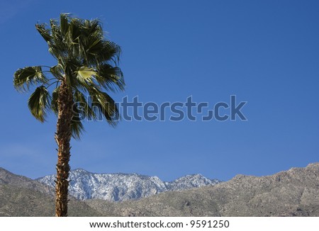In Palm Springs, California, a palm tree waves in front of the snow crested San Jacinto mountains.