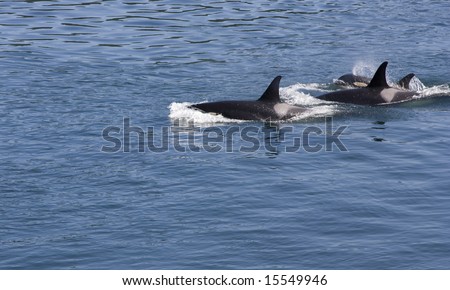 Three orcas, also known as killer whales, of the resident J pod, swim in the blue waters of British Columbia, Canada.