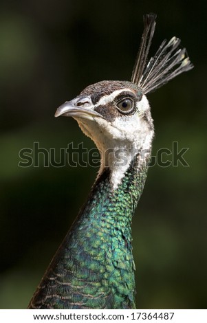 A portrait of a female peacock, known as a peahen.