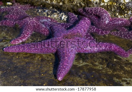 Purple starfish at the shoreline.