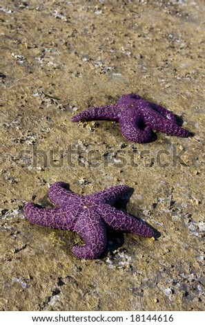 Are these two purple starfish in a race on a stony beach.