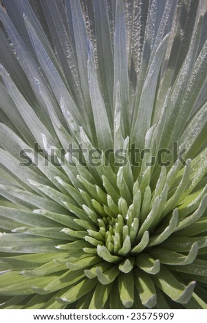 The rare silversword plant is unique to the upper slopes of Haleakala on Maui, Hawaii.