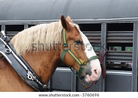 Horse against a trailer