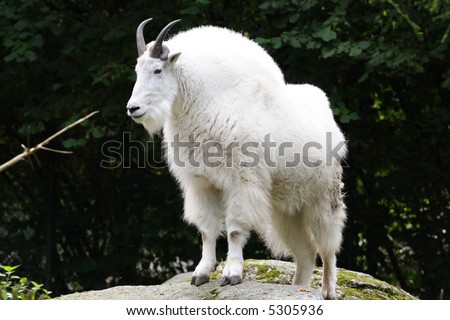 Mountain Goat on Watch