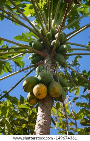 Close up of papaya fruits on the tree in Hawaii Plantation Field