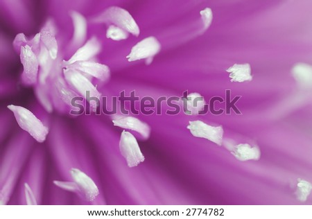 extreme macro of purple chrysanthemum