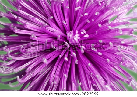 purple chrysanthemum overhead view
