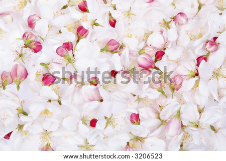 cherry blossom petals background