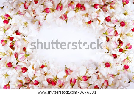 spring cherry blossom petals frame perfect for background