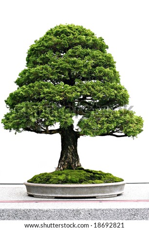 Japanese Bonsai on Japanese Evergreen Bonsai Stock Photo 18692821   Shutterstock