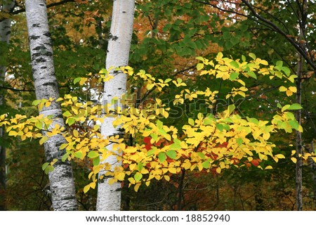 Colorful Autumn Birch Tree Branch Closeup