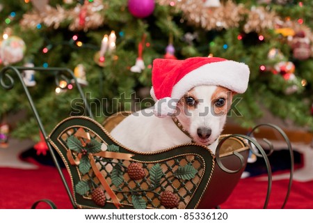 Cute Little Dog with Christmas Hat Sit in Sleigh in front of Tree