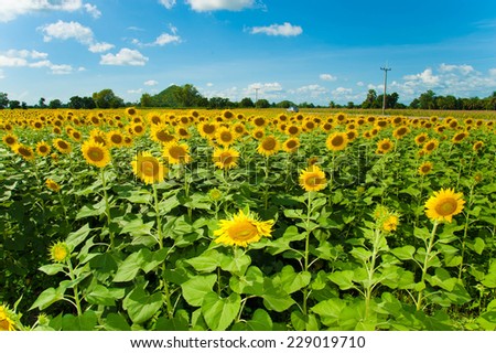 Cultivated agricultural sunflower field in summer sunset. Bright yellow flowers against sun light.