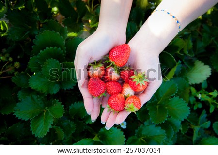 Strawberry on woman hand at strawberry field