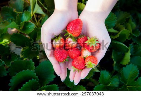 Strawberry on woman hand at strawberry field