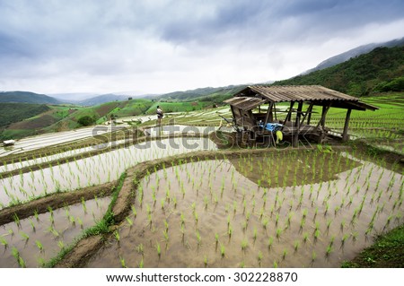 Green Terraced Rice Field in Pa Pong Pieng in raining season, Mae Chaem, Chiang Mai, Thailand