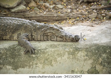 Crocodiles dangerous animals